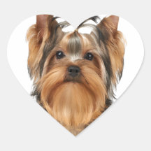 Puppy van de Yorkshire Terrier