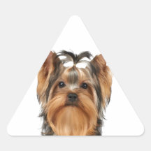 Puppy van de Yorkshire Terrier