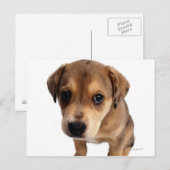 Puppy van gemengde rassen briefkaart (Voorkant / Achterkant)