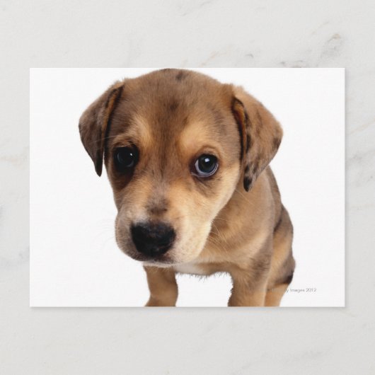 Puppy van gemengde rassen briefkaart (Voorkant)