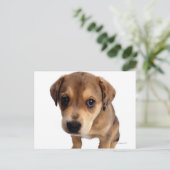 Puppy van gemengde rassen briefkaart (Staand voorkant)
