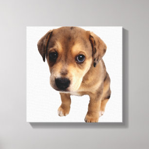 Puppy van gemengde rassen canvas afdruk
