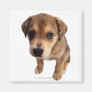 Puppy van gemengde rassen magneet