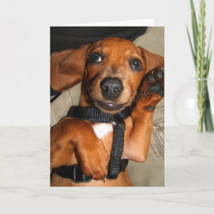 Puppy van het Huisdier van de tekkel het Leuke Kaart