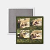 Puppy verbergen en zoeken magneet (Voorkant / Achterkant)