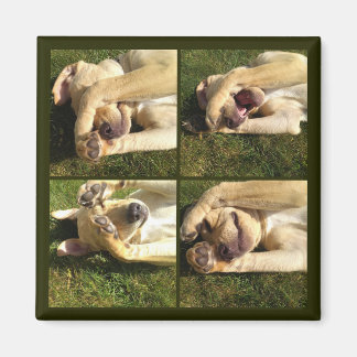 Puppy verbergen en zoeken magneet