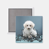 Puppy verwikkeld in kerstverlichting magneet (Voorkant / Achterkant)