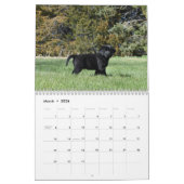 Puppy voor labrador Retriever Kalender (Mar 2026)