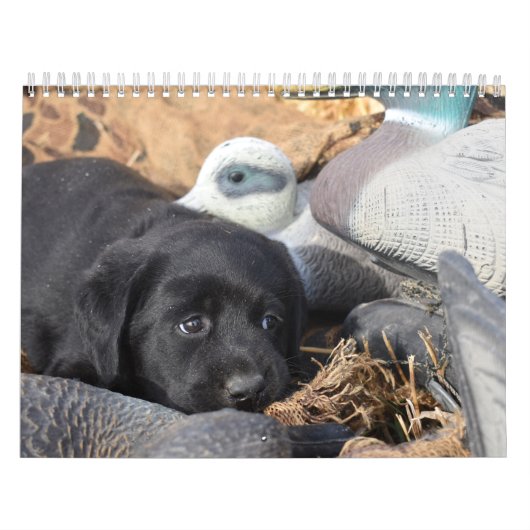 Puppy voor labrador Retriever Kalender (Hoes)