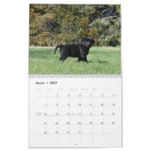 Puppy voor labrador Retriever Kalender (Mar 2027)