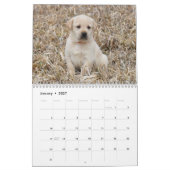 Puppy voor labrador Retriever Kalender (Jan 2027)