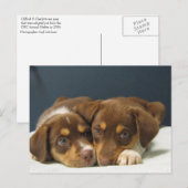 Pups Briefkaart (Voorkant / Achterkant)