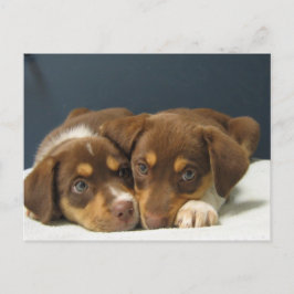 Pups Briefkaart