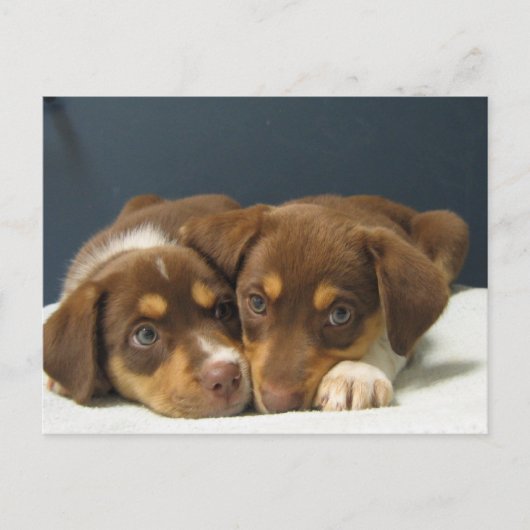 Pups Briefkaart (Voorkant)