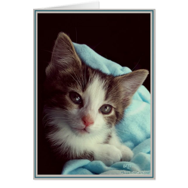 PUP's Kaart Katten 6 (Voorkant)