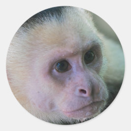Pura vida voor kapucijnaapje met witte bodem ronde sticker