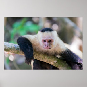 Pura vida voor witgezichtkapucijnaap poster