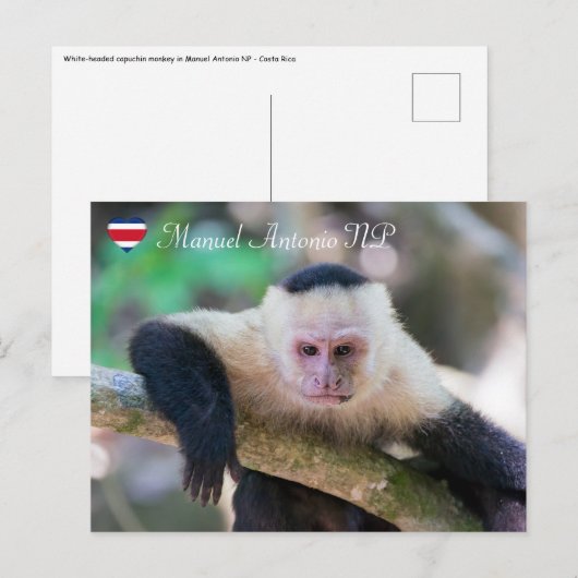 Pura vida voor witkopkapucijnaap briefkaart (Voorkant / Achterkant)