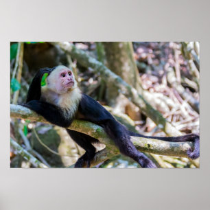 Pura vida voor witkopkapucijnaap poster