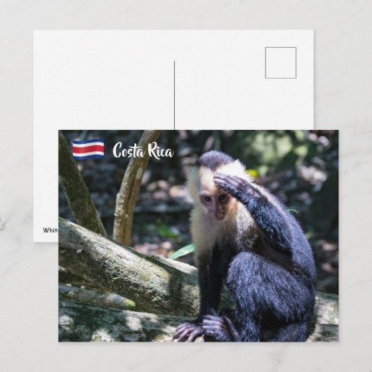 Pura vida Witkopaap Briefkaart (Voorkant / Achterkant)