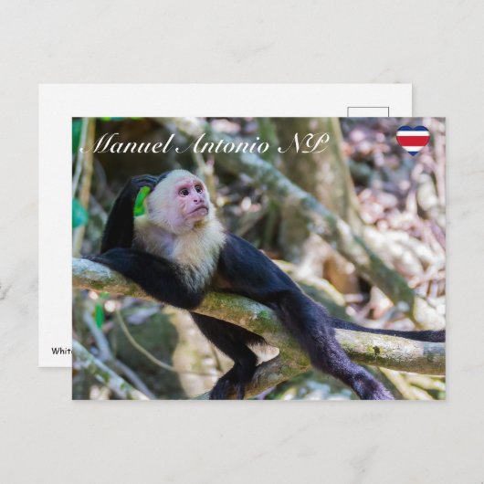 Pura vida Witkopaap Briefkaart (Voorkant / Achterkant)