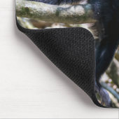 Pura vida Witkopaap Muismat (Hoek)