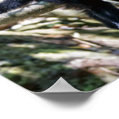 Pura vida Witkopaap Poster (Hoek)