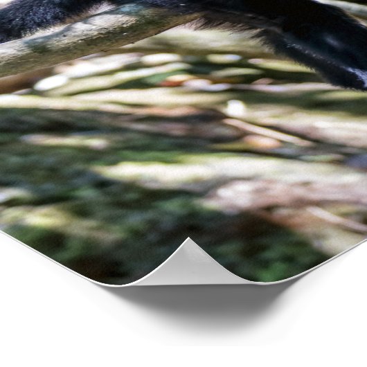 Pura vida Witkopaap Poster (Hoek)