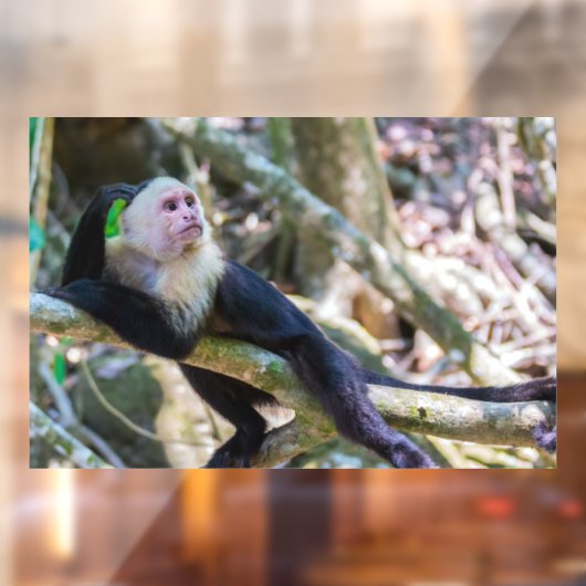 Pura vida Witkopaap Raamsticker (Vel 2)