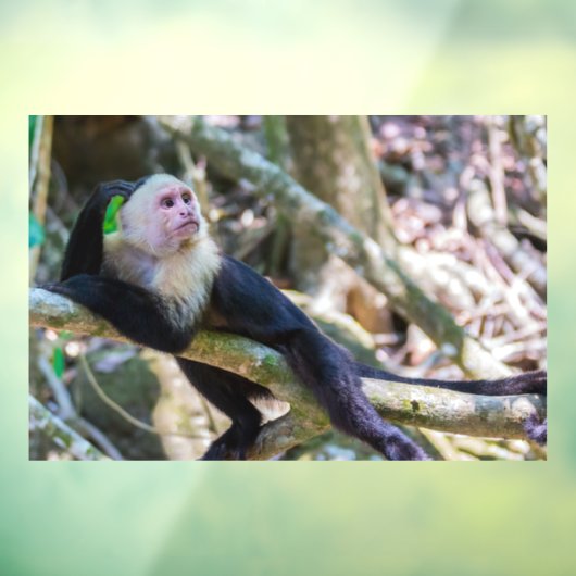 Pura vida Witkopaap Raamsticker (Vel 3)