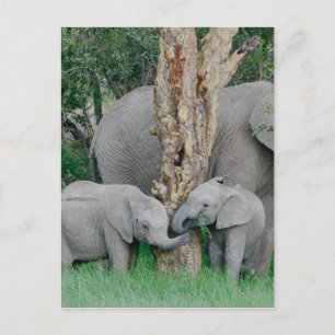 Pure Bliss Briefkaart