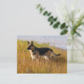 Pure Bred German Shepherd Foto op Briefkaart (Staand voorkant)