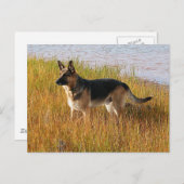Pure Bred German Shepherd Foto op Briefkaart (Voorkant / Achterkant)