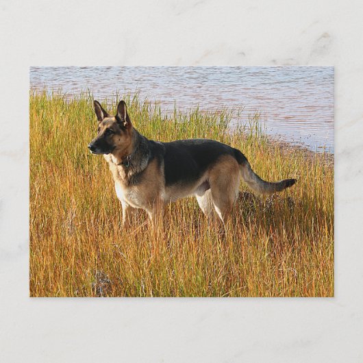 Pure Bred German Shepherd Foto op Briefkaart (Voorkant)