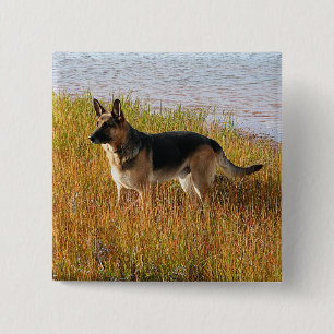 Pure Bred German Shepherd Foto op Button