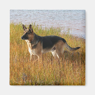 Pure Bred German Shepherd Foto op Magnet