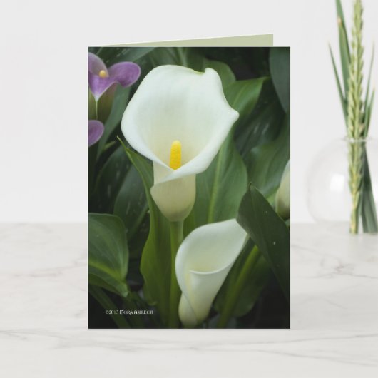 Pure Calla Kaart (Voorkant)
