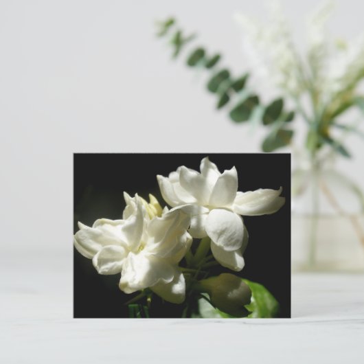 Pure Jasmine Briefkaart (Staand voorkant)