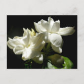 Pure Jasmine Briefkaart (Voorkant)