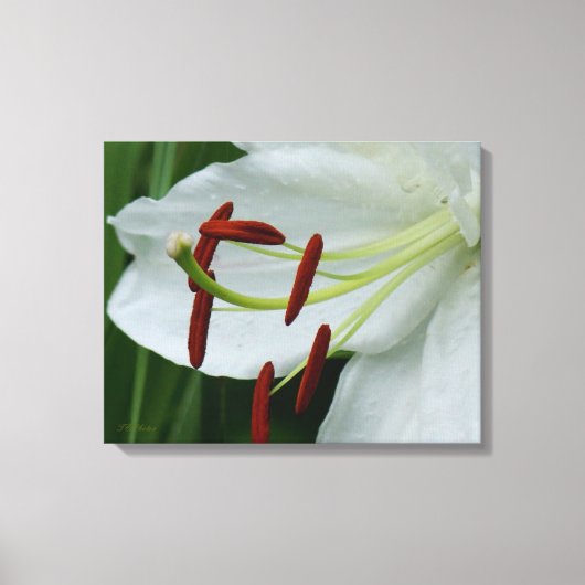 Pure Lily 20 x 16 Canvas Print (Voorkant)