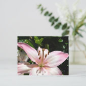 Pure Pink Lily Briefkaart (Staand voorkant)