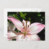 Pure Pink Lily Briefkaart (Voorkant / Achterkant)