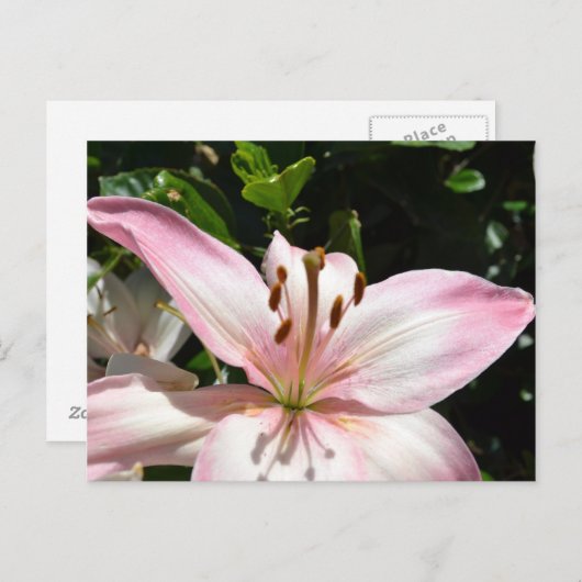 Pure Pink Lily Briefkaart (Voorkant / Achterkant)