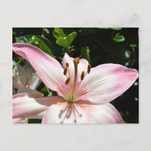 Pure Pink Lily Briefkaart