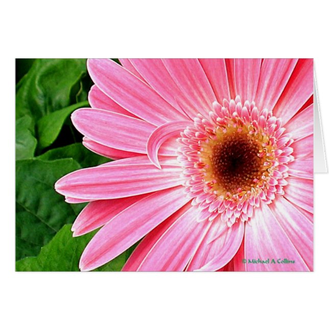 Pure roze (Voorkant Horizontaal)