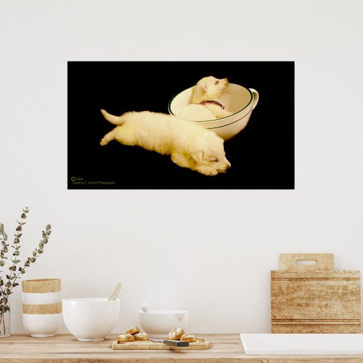 Pure White German Shepherd Puppies Poster (Keuken)