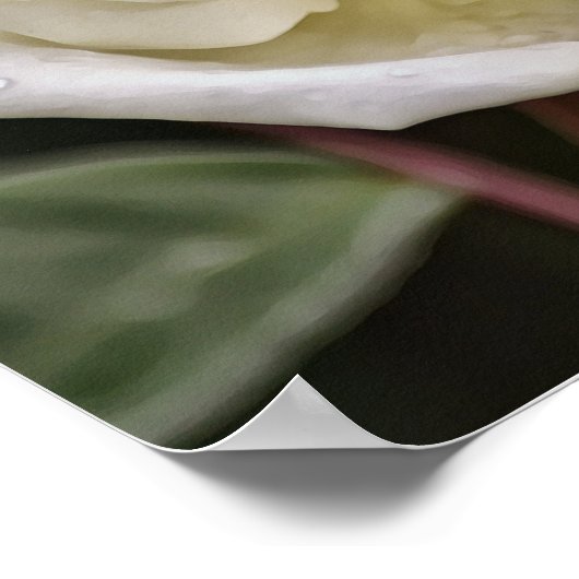 Pure White Rose Bible Scripting Poster (Hoek)