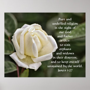 Pure White Rose Bible Scripting Poster