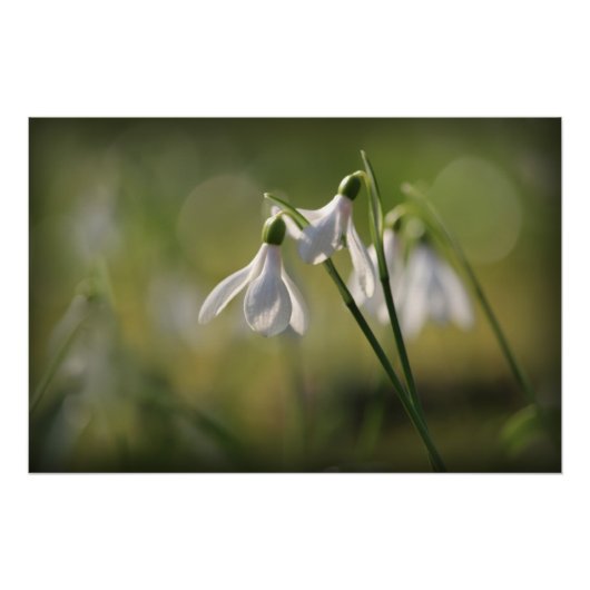 Pure White Snowdrops in Spring Perfect Poster (Voorkant)