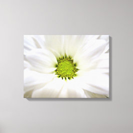 Pure witte melkbloem. Floral foto's voor thuis Canvas Afdruk